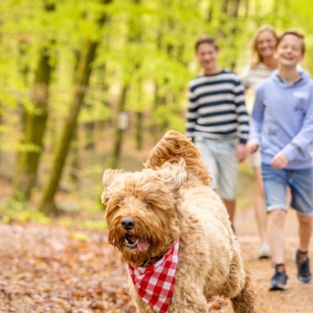 Kamperen ardennen familiecamping